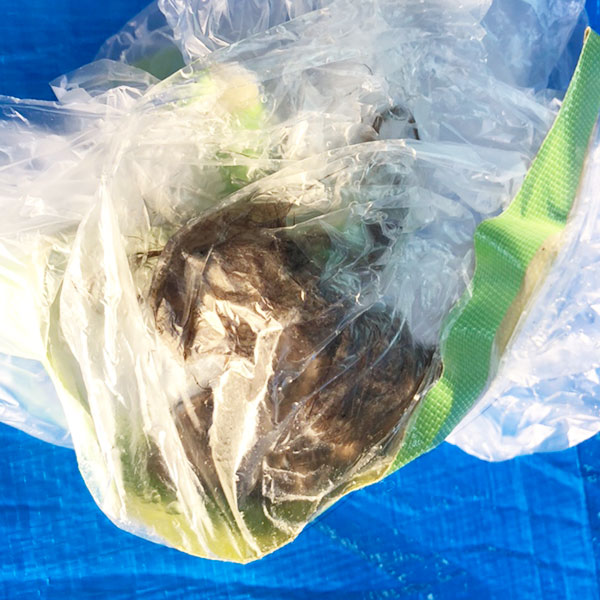 イーライフサポート　雑排水管清掃後