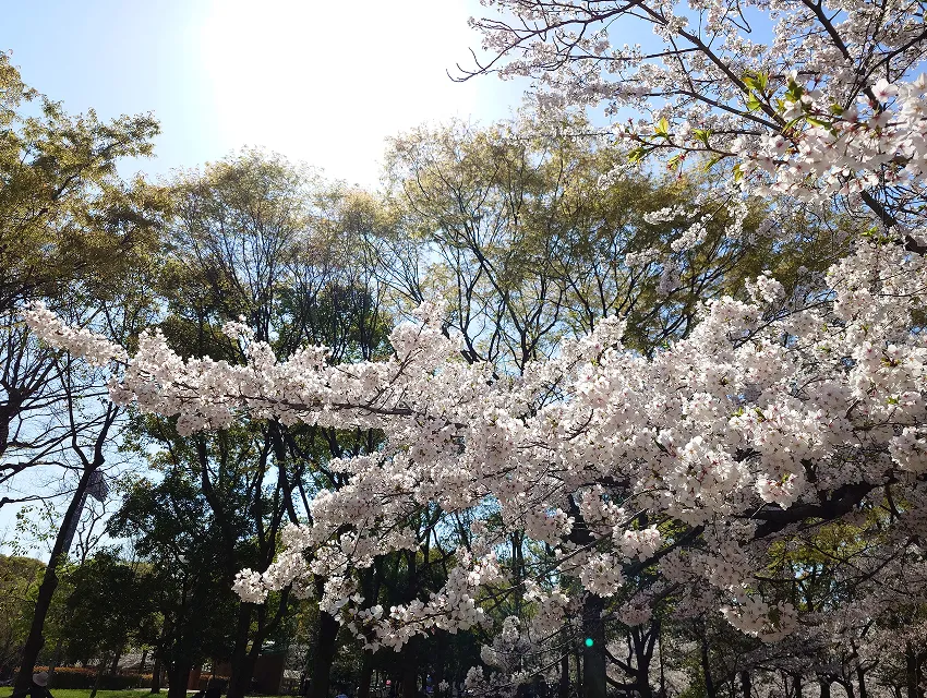 長居公園｜エステムコート御堂筋あびこⅡフェアリー｜大阪市住吉区