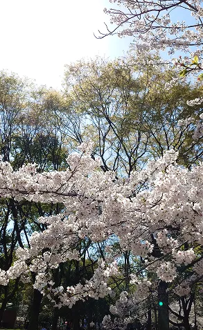 長居公園｜エステムコート御堂筋あびこⅡフェアリー｜大阪市住吉区