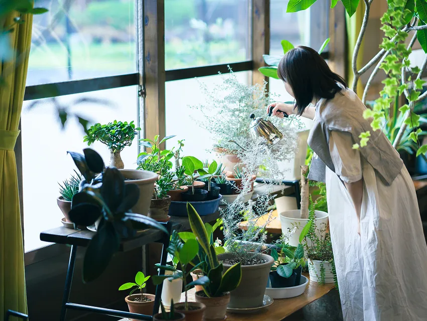 植物インテリア イメージ画像｜エステムコート御堂筋あびこⅡフェアリー｜大阪市住吉区