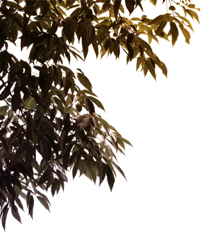 花｜エステムコート伏見丹波橋｜京都市伏見区